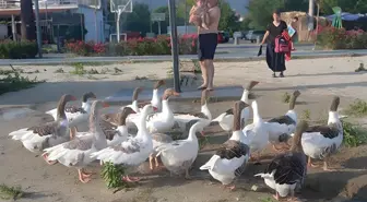 ‘Şartlı tahliye’ edilen kazlar yine sahile indi