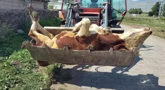 Şap salgınının en çok vurduğu ilimiz: Hayvanlarının ölümlerini çaresizce izliyorlar