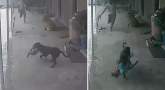 Sokak köpeğinin kaçırmaya çalıştığı çocuğun imdadına babası yetişti