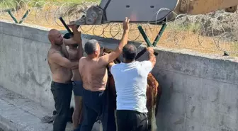 Iğdır’da Sulama Kanalına Düşen Dana Kepçeyle Kurtarıldı
