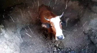 Mudurnu’da Boş Su Kuyusuna Düşen İnek Kurtarıldı