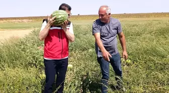 Tekirdağ’da Karpuz Yetiştiriciliği İncelemesi
