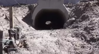 Kurbağaların rahat çiftleşmesi için özel alt geçit inşa ettiler