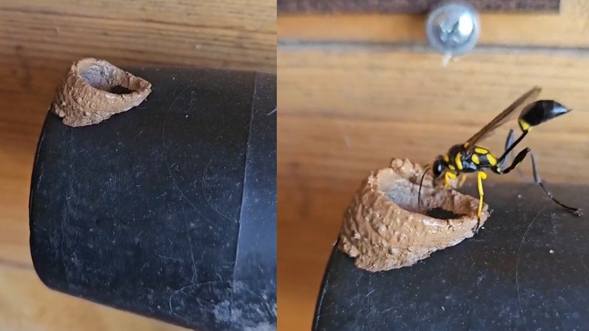 Parklar bahçeler doldu taştı: Merak edip dokunan bilincini kaybediyor