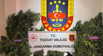 Yozgat’ta Uyuşturucu Operasyonunda Kenevir ve Tabanca Ele Geçirildi