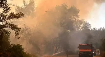 Yunanistan’da Orman Yangınları Can ve Mal Kaybına Neden Oluyor