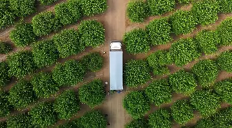 Zirai don piyasanın dengesini bozdu, limonun fiyatı 150 TL’yi aştı